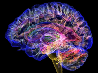 嫩屄老屄的外形视频大脑植入物有助于严重头部损伤恢复